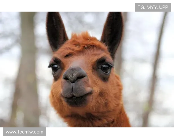 足球明星的搞笑瞬间与可爱造型大集合让你忍俊不禁的丑萌图片欣赏